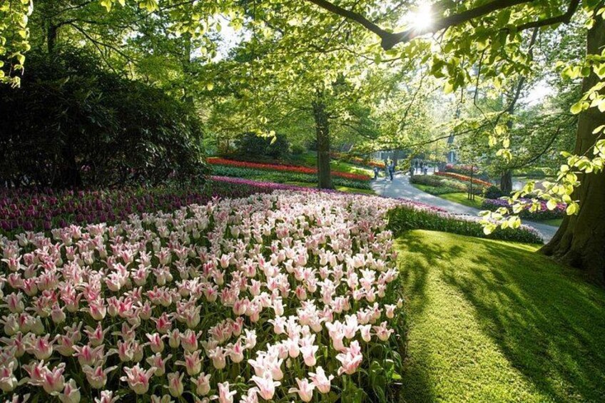 Amsterdam: Keukenhof, Zaanse Schans Windmills, Cheese Guided Tour 5
