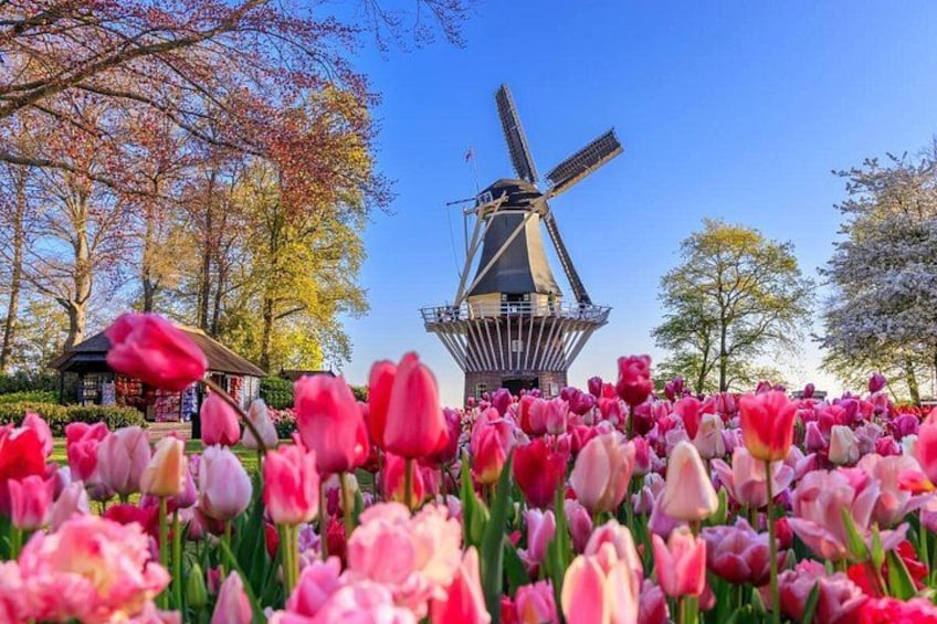 Un moulin à vent, des tulipes, des arbres et un petit bâtiment. 1