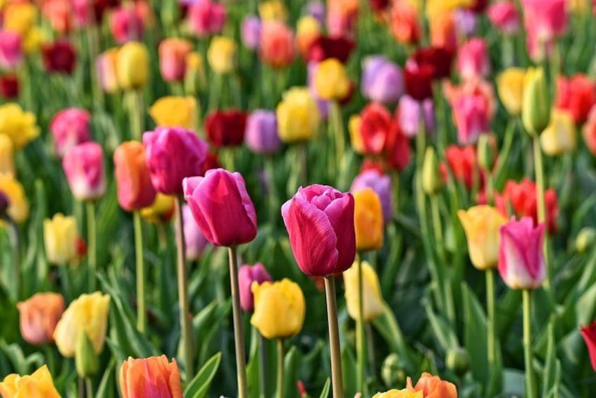 Un champ de tulipes de différentes couleurs. 5