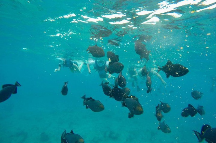 4hr Group Half Day Snorkel Excursion in Grace Bay, Providenciales 3