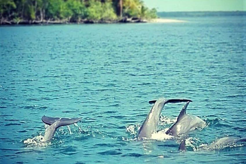 Full-Day Tour of Cayo Levantado and Los Haitises National Park 4