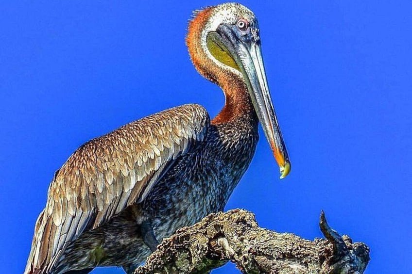 Full-Day Tour of Cayo Levantado and Los Haitises National Park 5