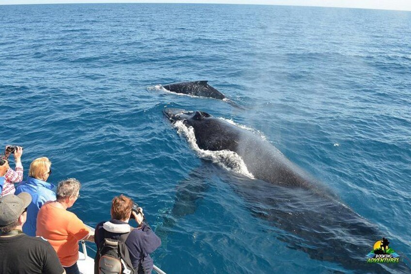 Whale watching Tours with Locals from Samana & Cayo Levantado 3