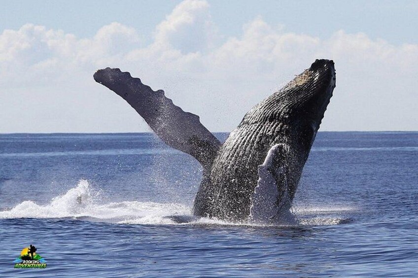 Whale watching Tours with Locals from Samana & Cayo Levantado 5