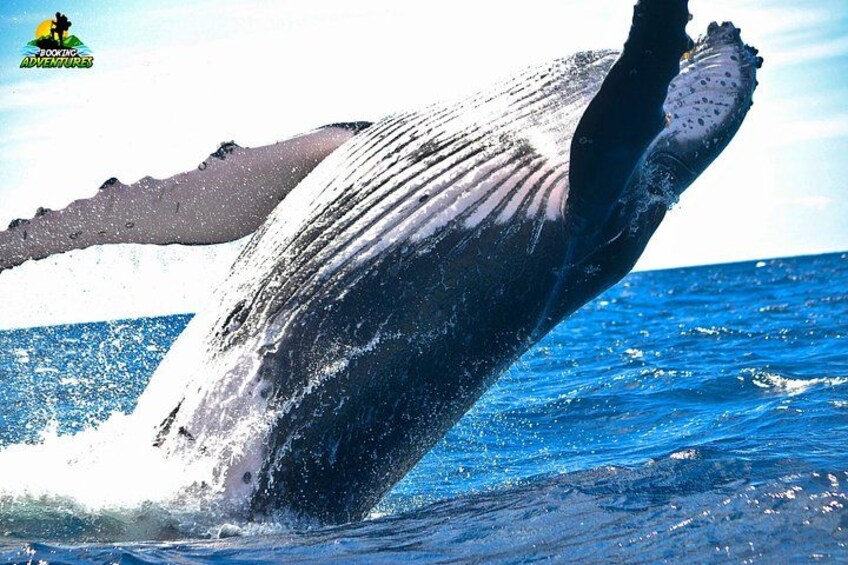 Whale watching Tours with Locals from Samana & Cayo Levantado 2
