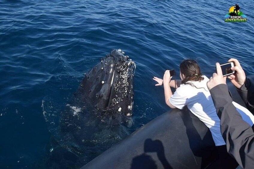 Whale watching Tours with Locals from Samana & Cayo Levantado 4