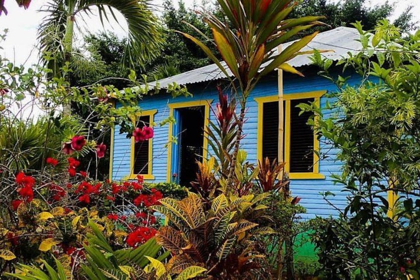 Une maison bleue aux volets jaunes, entourée d’une végétation tropicale luxuriante. 5