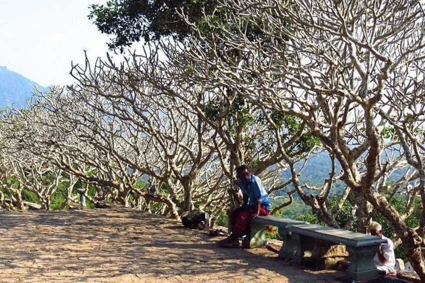 A person sitting on a bench under a tree with a mountainous background. 2