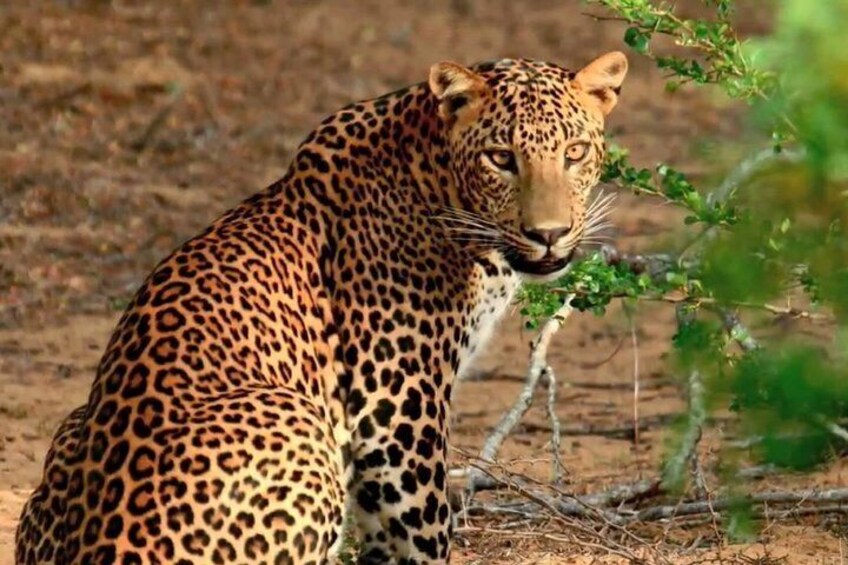 Leopard watching from safari jeep at yala national park, Sri Lanka