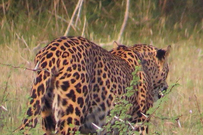 En leopard i et græsareal med frodig vegetation. 4