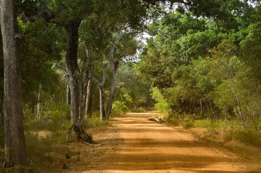 Private Day Tour to Wilpattu National Park.