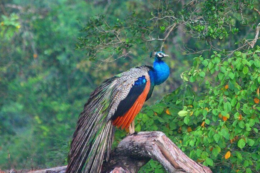 Private Day Tour to Wilpattu National Park.