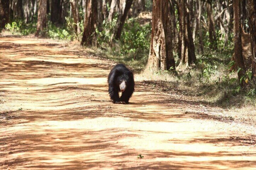 Private Day Tour to Wilpattu National Park.