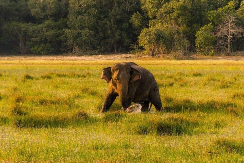 En elefant i et græsset område med træer i baggrunden. 3
