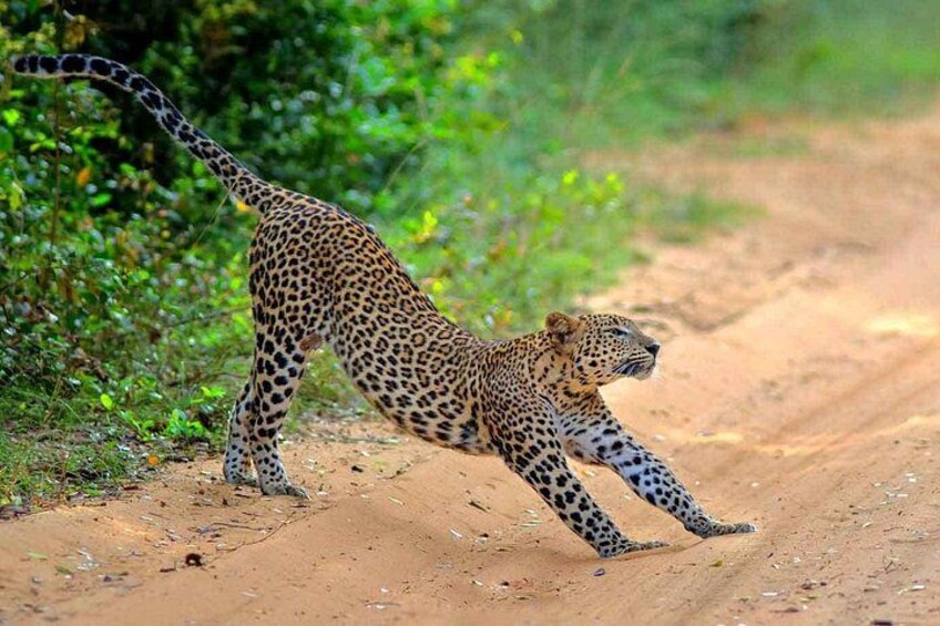 En leopard går på en støvet vej omgivet af grønt. 2