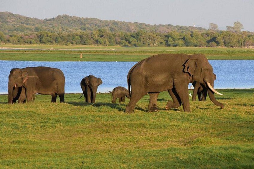 A group of elephants near a body of water with a hilly landscape in the background. 2