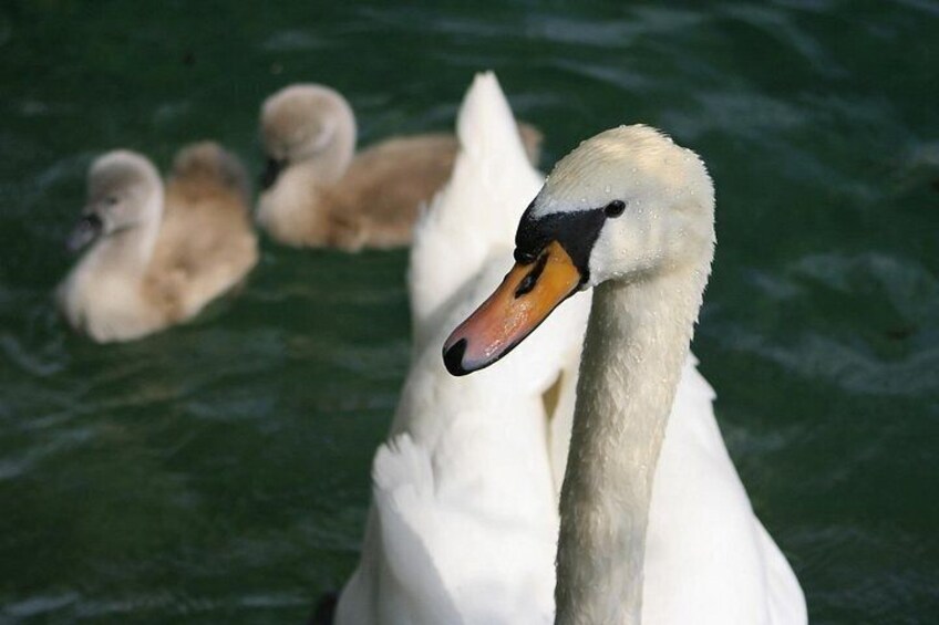 Swans at Lake Bled 5