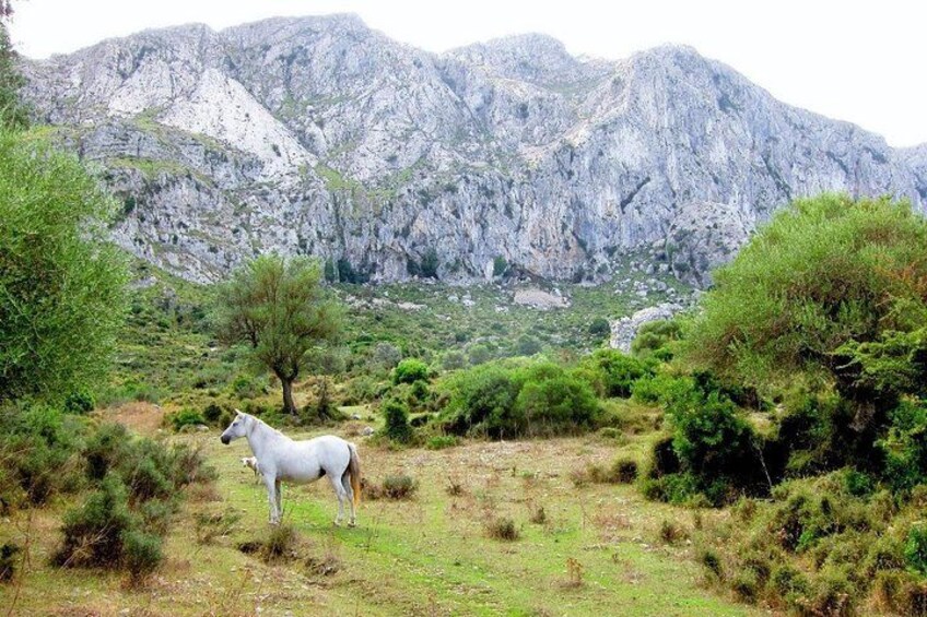 Hiking Private Tour in Pollensa 2