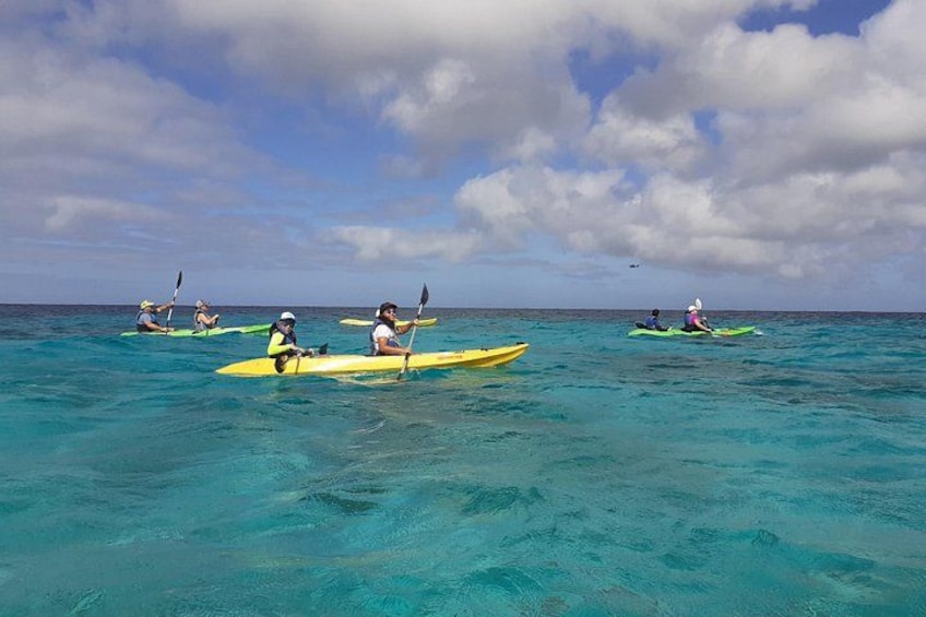 Aruba Glass Bottom Kayak Tour through the Mangrove Forest 2