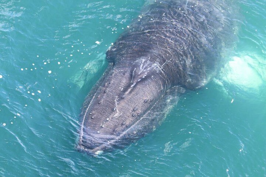 Whale Watching from Downtown Akureyri 1
