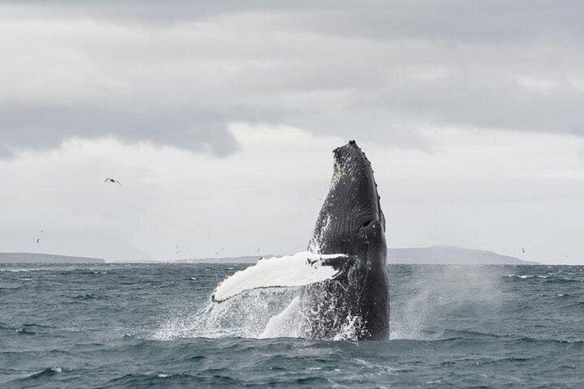 Whale Watching from Downtown Akureyri 3
