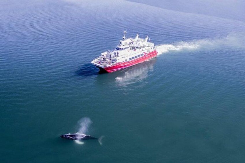 Un gran crucero navegando sobre aguas tranquilas. 2