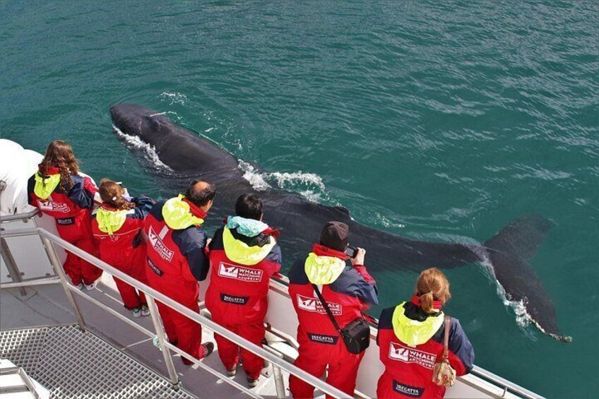 Whale Watching from Downtown Akureyri 3