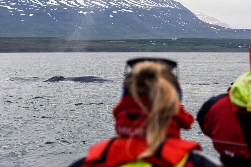 Whale Watching from Downtown Akureyri 2