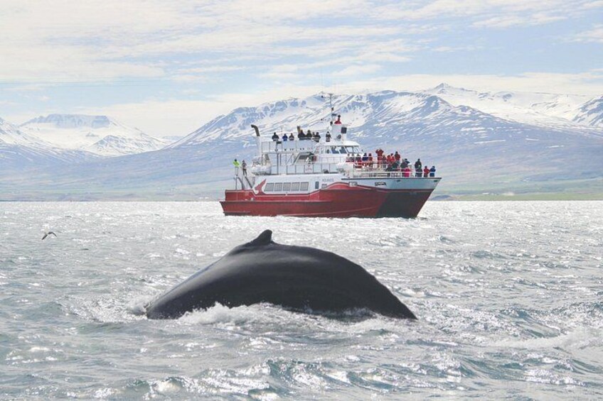 Whale Watching from Downtown Akureyri 3
