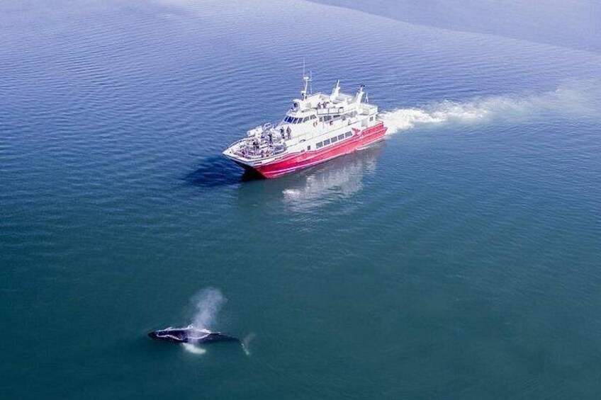 Whale Watching from Downtown Akureyri 2