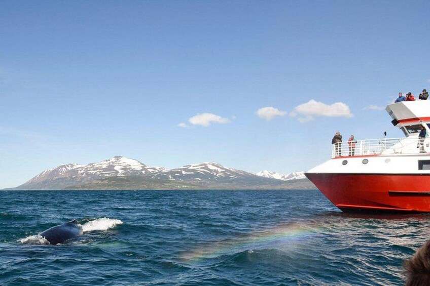 Whale Watching from Downtown Akureyri 2
