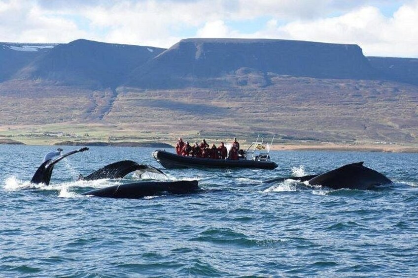 Humpback Whales in Eyjafjordur 1