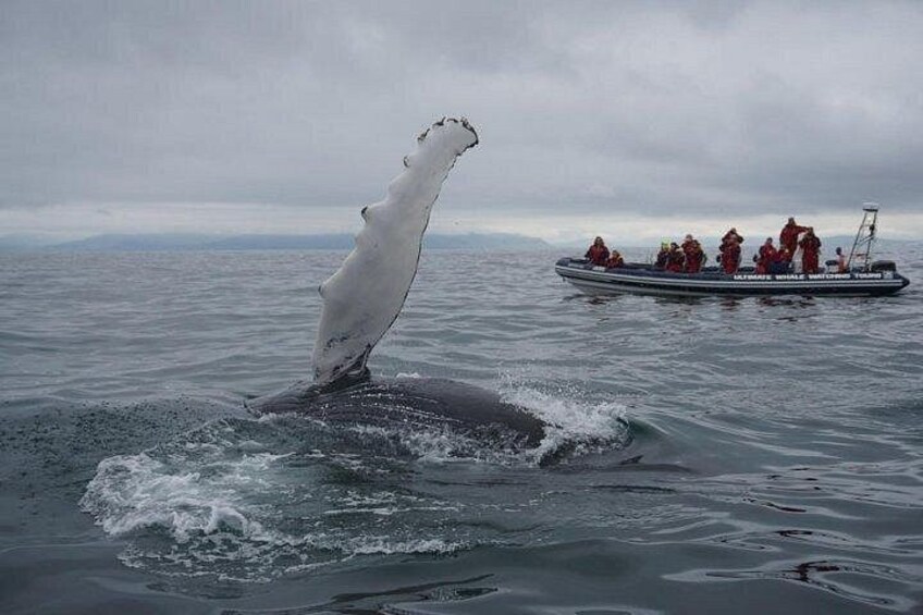 View humpback whales on this small-group tour. 3