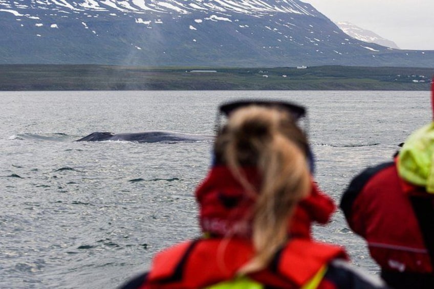 Akureyri Express Whale Watching by RIB boat 2
