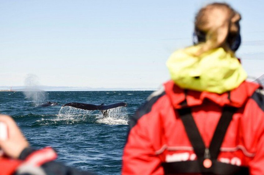 En val bryter ytan och hoppar upp ur havet, och en person i en röd jacka iakttar händelsen. 3