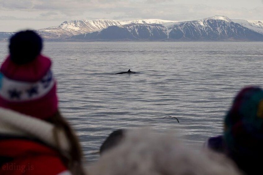 Una persona observando una ballena en el océano, con montañas nevadas al fondo. 4