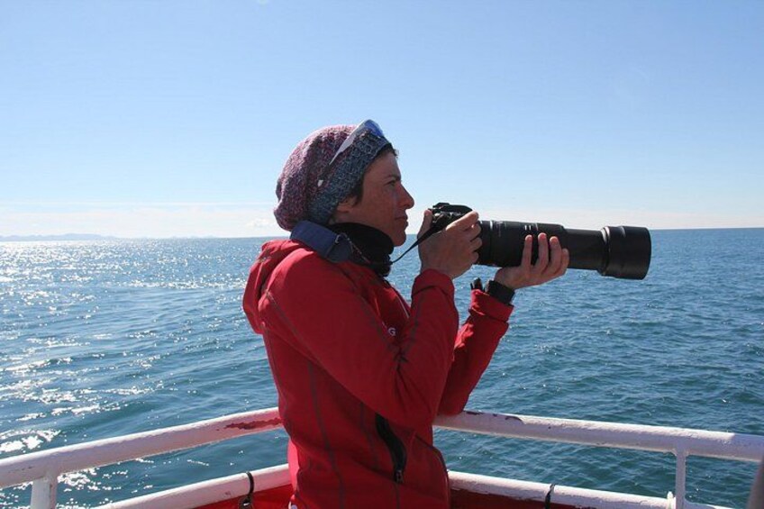 The Original Classic Whale Watching from Reykjavik 2