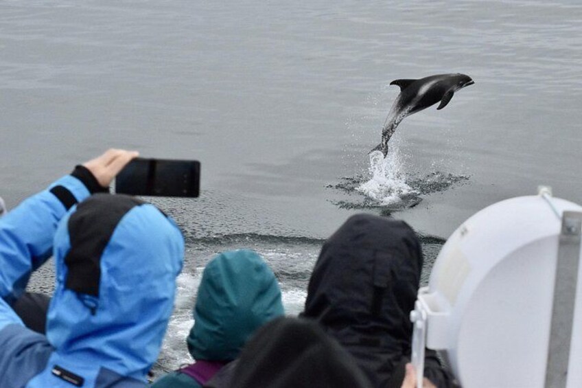 The Original Classic Whale Watching from Reykjavik 3