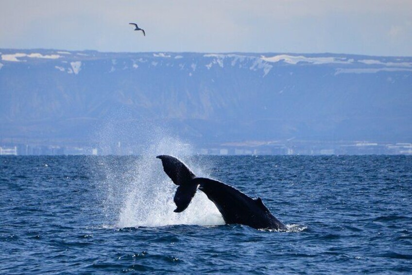 Una ballena emergiendo del océano mientras un ave vuela cerca. 2