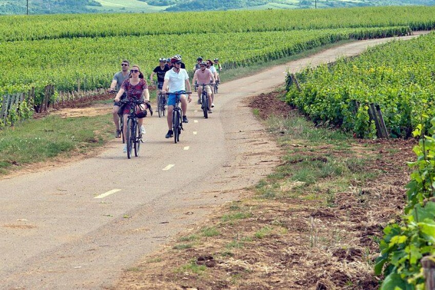 The vineyards by Electric bike 1