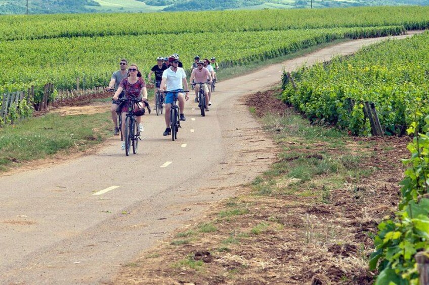 The vineyards by Electric bike 1