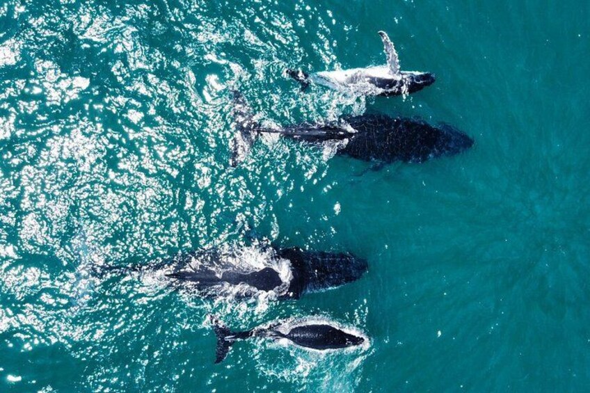 Whale Route Full Day Tour in Cape Town 5