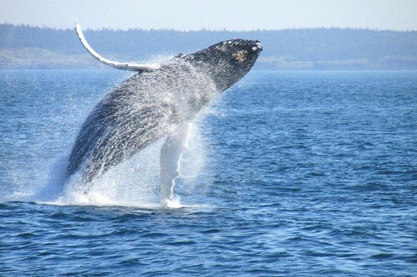 Whale Route Full Day Tour in Cape Town 1