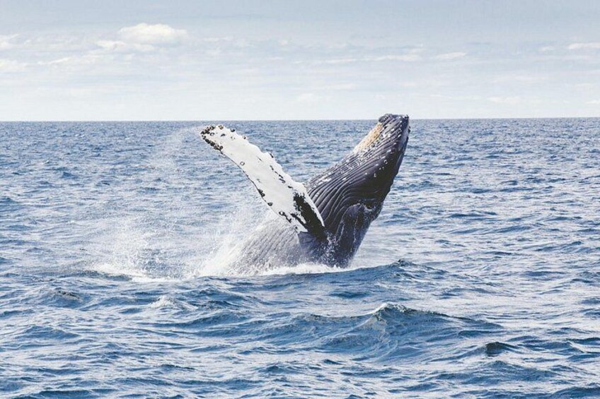 Whale Route Full Day Tour in Cape Town 3