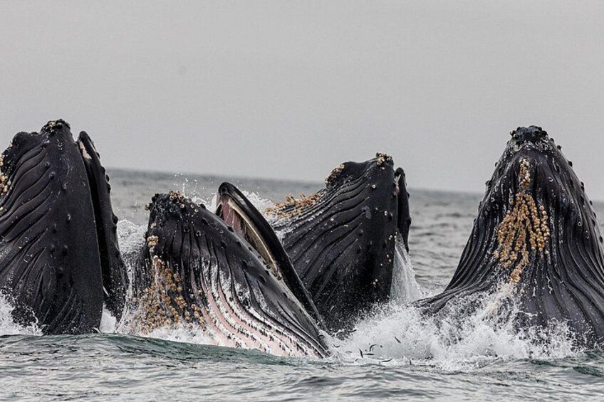 Whale Route Full Day Tour in Cape Town 2
