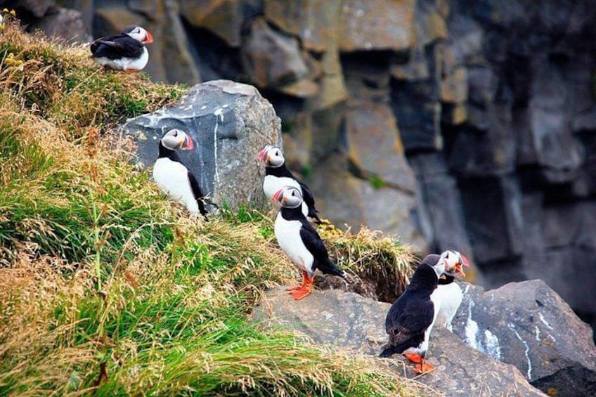 Puffins on a rocky cliff with grass. 4