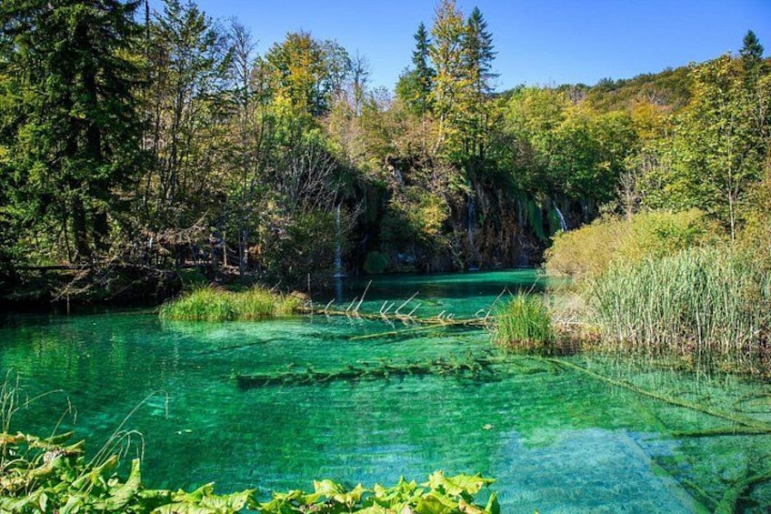 Un fiume limpido circondato da una fitta foresta e un affioramento roccioso. 3