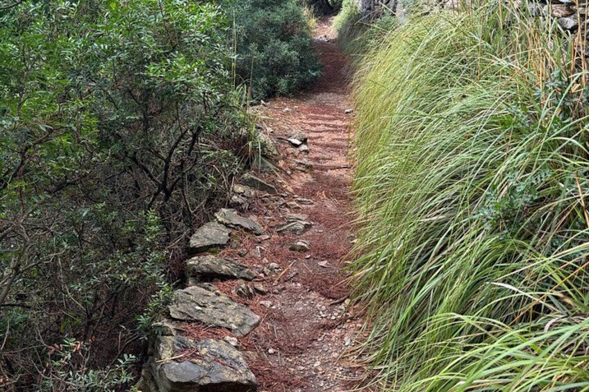 Un sendero de tierra estrecho bordeado por matorrales frondosos y hierbas altas. 3