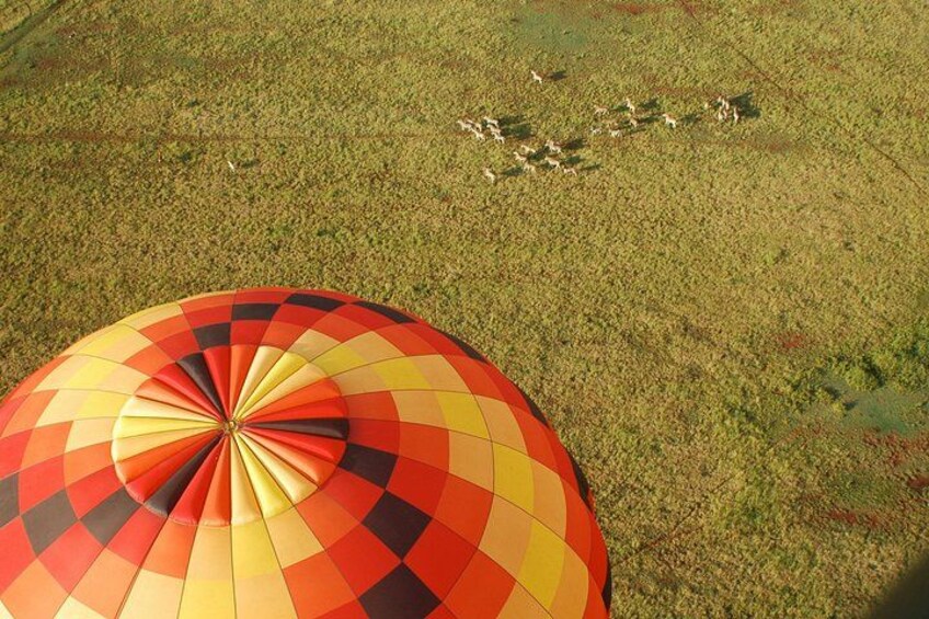 Safari Flight 2