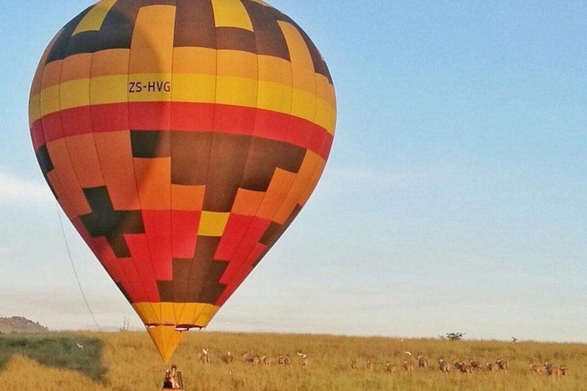 Safari Flight 2